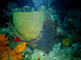 086 Barrel Sponge and Gorgonian Coral IMG 5909